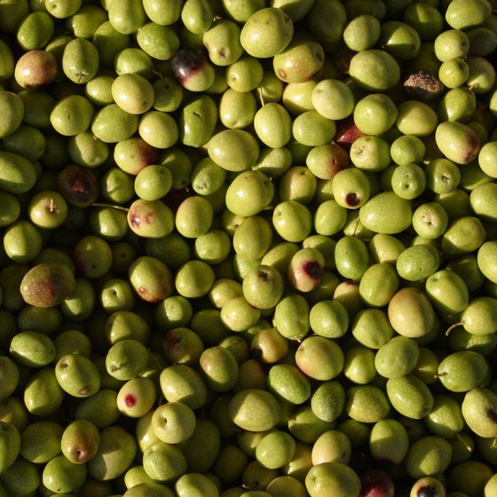 Olives are grown near Willows.
