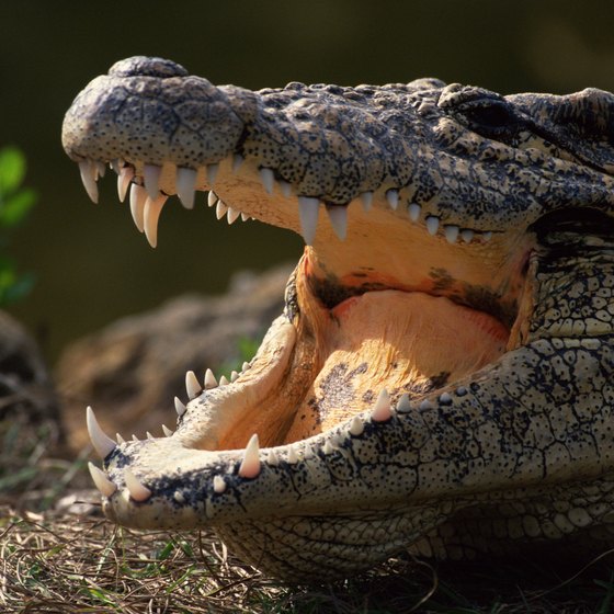 Have a crocodile encounter on a swamp safari in Falmouth.