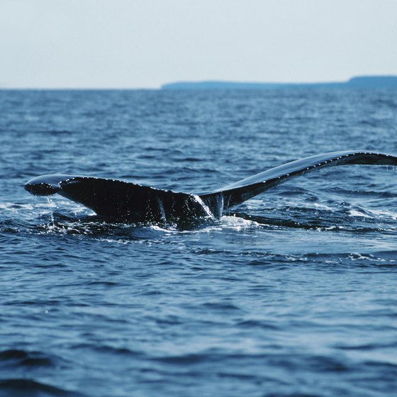 Lucky whale watchers can spot the huge creatures diving, surfacing and swimming.