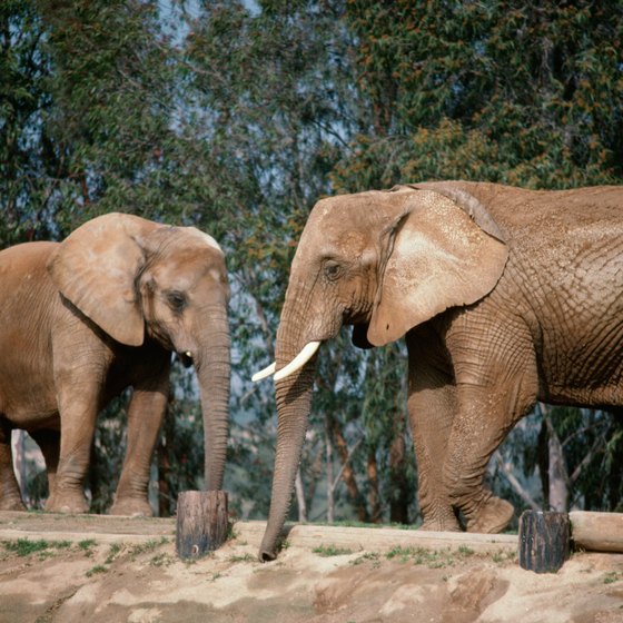 Elephants are among the main attractions at Missouri's zoos.