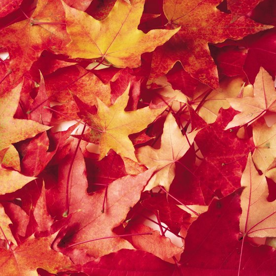 Carthage, Missouri, has beautiful fall colors due to the maple trees.