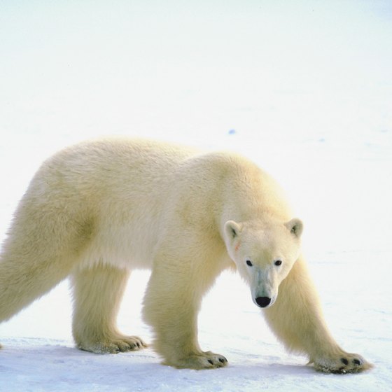 See polar bears near Barrow, Alaska.