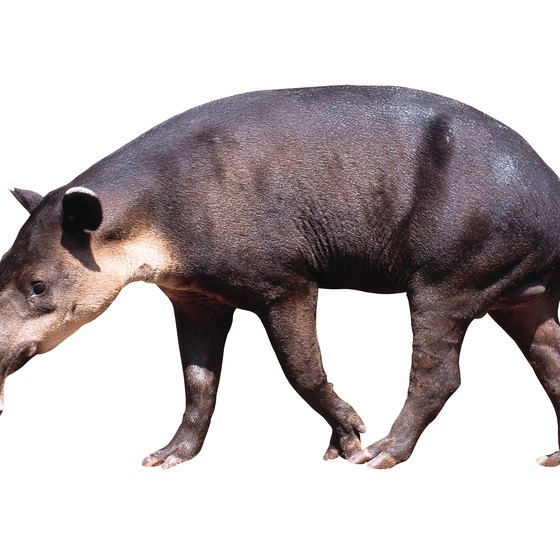 You can view animals such as tapirs in El Triunfo Biosphere Reserve.