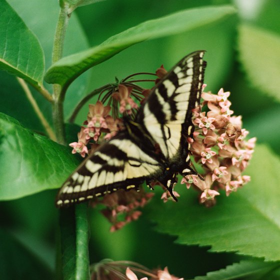 Butterfly gardens contain special plants meant to attract butterflies.