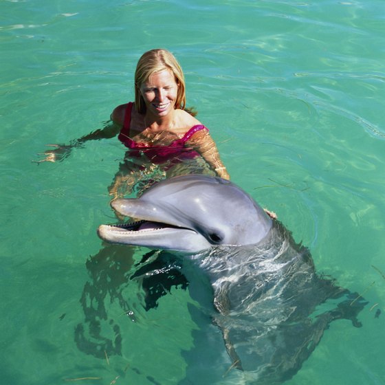 Make a dolphin friend in Florida.