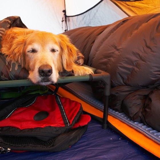 Bring along extra provisions for your dog when camping.