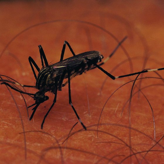 Long sleeves can help keep Jamaica's infamous mosquitoes at bay.