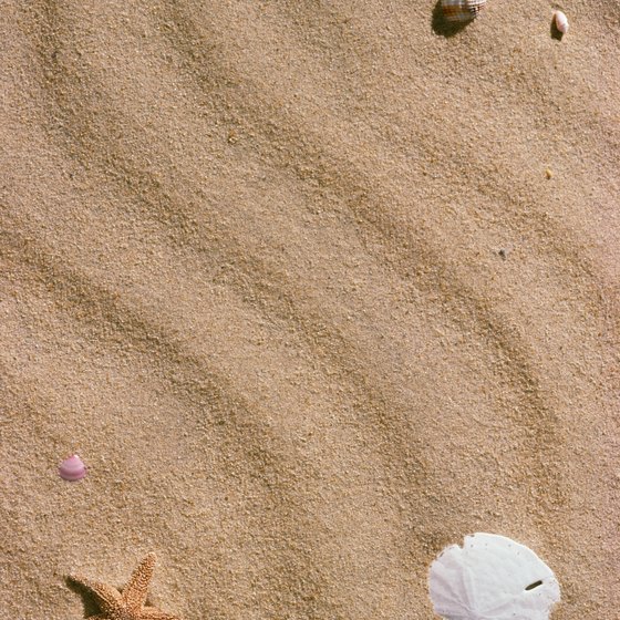 Sand dollars and sea stars dot the sand on Washington beaches.
