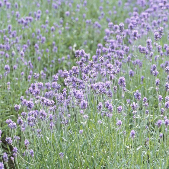 Sequim hosts an annual lavender festival.