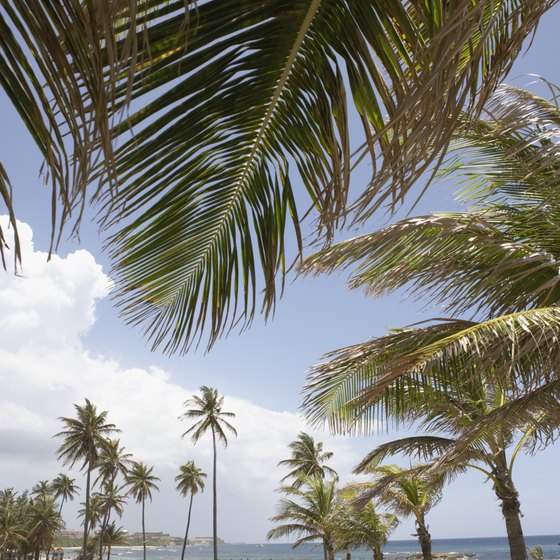 Puerto Rico's lush jungle meets white sand beaches and turquoise waters.