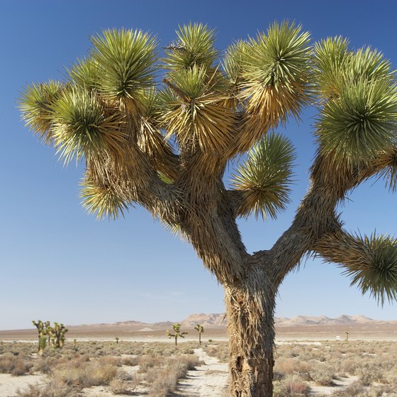 Joshua Tree National Park is just a couple of hours from Los Angeles by car.