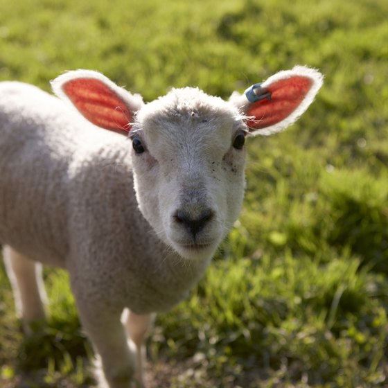 Warwick petting zoos specialize in small, adorable animals.