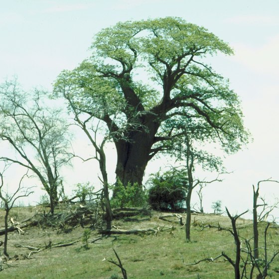 In Zambia, the Central African Plateau is savanna, or dry grassland with clumps of trees.