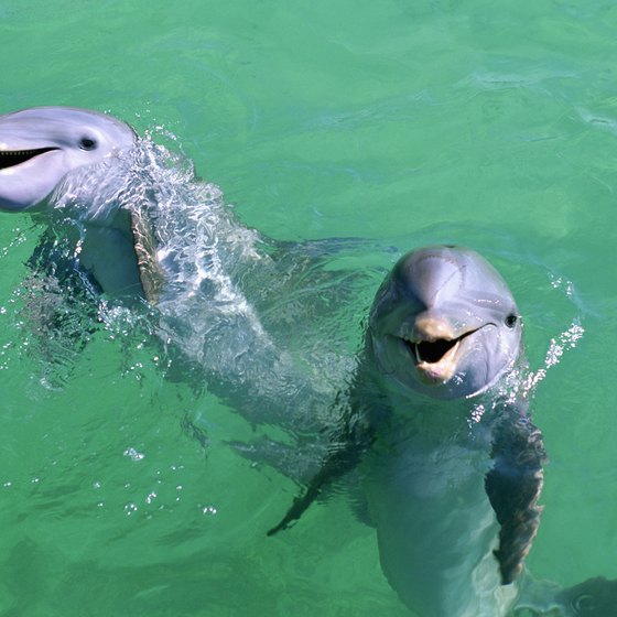 Swim with dolphins on Isla Mujeres tours from Cancun.