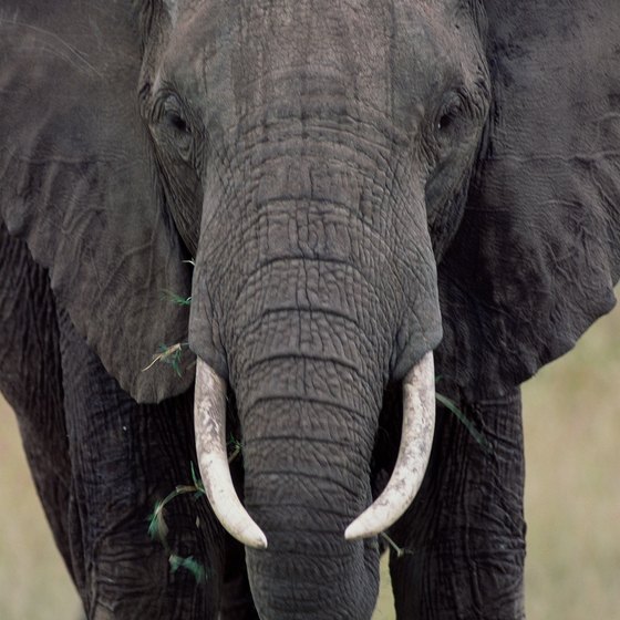 Some tours take you on elephant-back safaris.