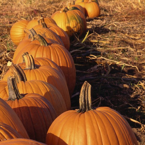 Pumpkins are made for hurling at Delaware's annual World Championship Punkin Chunkin.