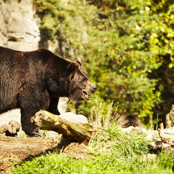 Check out bears at the Houston zoo.