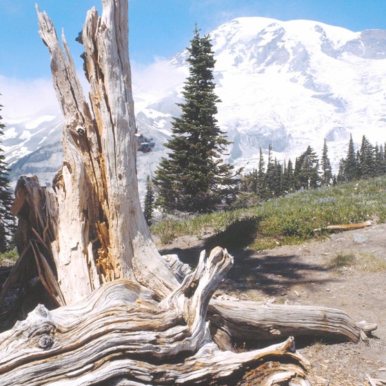 Mt. Rainier's peak is 14,410 feet in elevation.