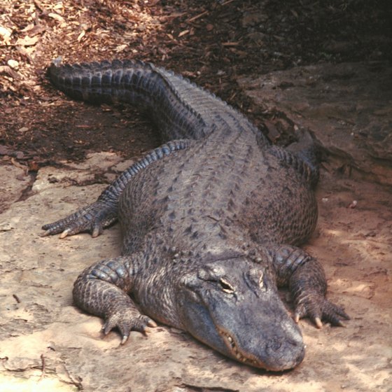 Gatorama in Palmdale exhibits a large number of alligators and crocodiles.