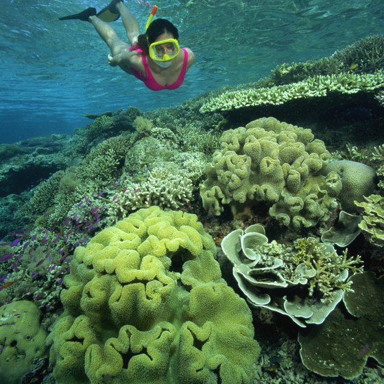 Snorkeling gives you an in-depth view of marine life without the restrictions of diving.