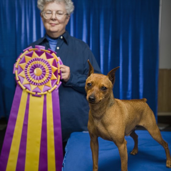 Pedigree and mixed breed dogs may compete for titles in Sampson State Park.