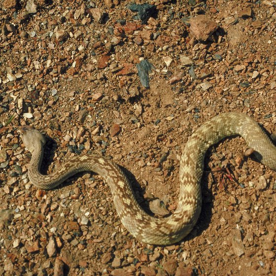 A large rattlesnake population requires Death Valley campers to be extra vigilant.