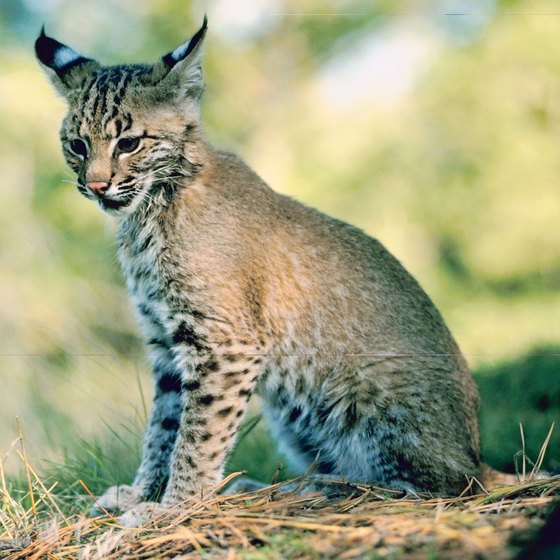 A fortunate hiker along the San Pedro might spot a bobcat in the riparian thickets.