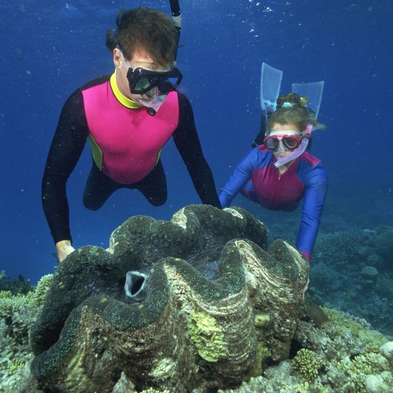 The Great Barrier Reef, near Palm Cove, offers excellent snorkeling opportunities.