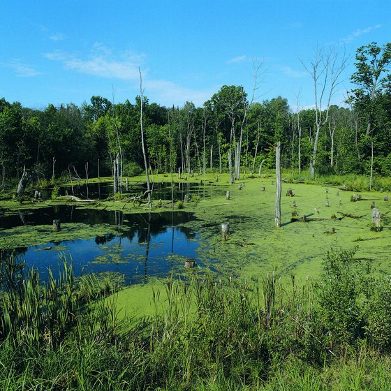 Minnesota is truly a land of many lakes.