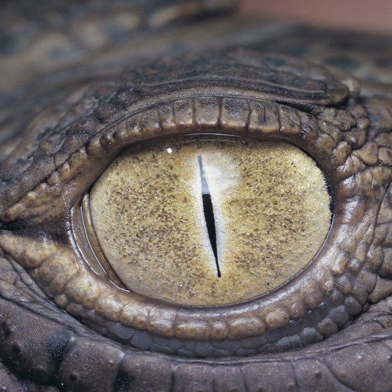 A Nile crocodile may be watching from the caves of Madagascar.