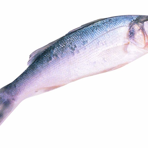 Sea and striped bass swim in Long Island waters.