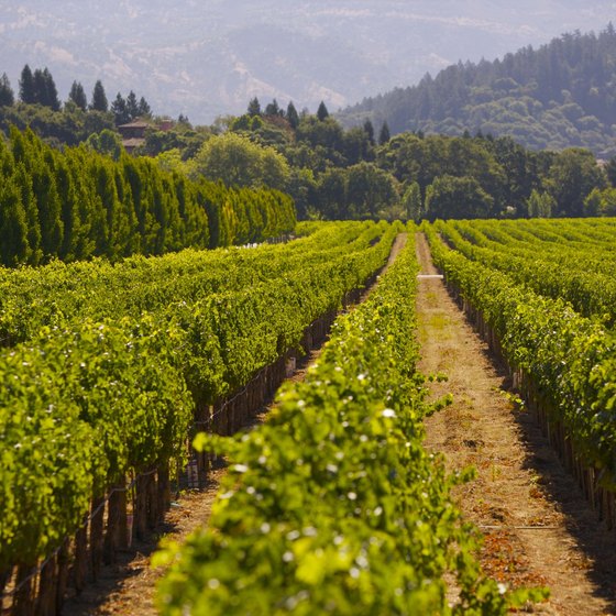 Napa Valley Wine Tasting Tours | USA Today