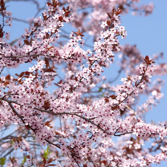 The cherry blossom festival is observed every April in Japan.