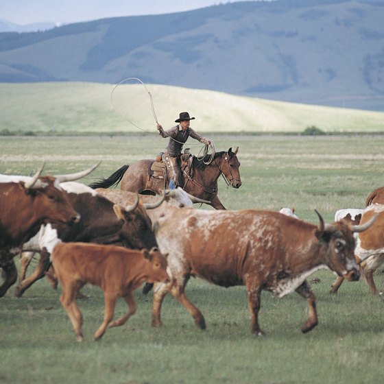 Take part in a modern-day cattle drive on your equestrian vacation.