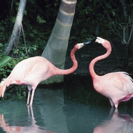 Lodging In Everglades National Park Florida Usa Today