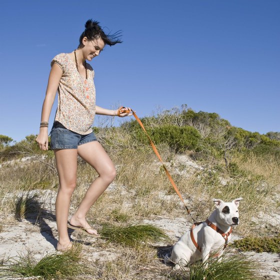 Dogs are allowed on the beach at St. George Island.