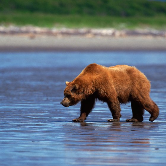 Wildlife enthusiasts travel to Anvik to enjoy the wilderness and go on grizzly bear spotting trips.