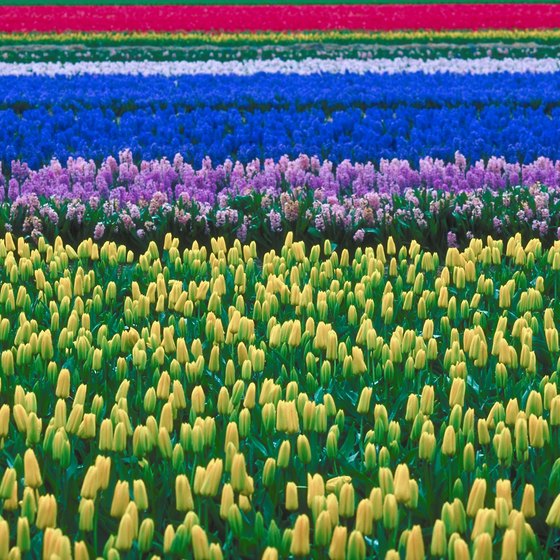 Every spring, the Netherlands celebrates is native flower, the tulip.