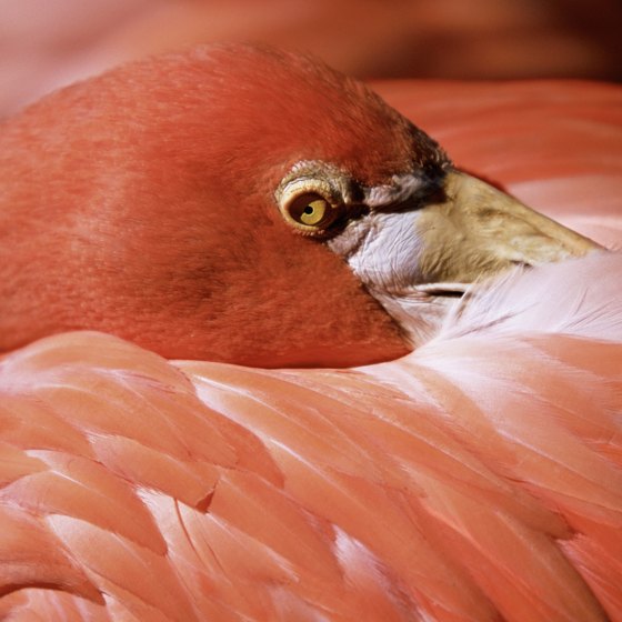 See a pink flamingo up close at Adastra Gardens & Zoo in Nassau, Bahamas.