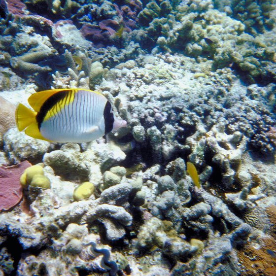Snorkling at the Great Barrier Reef in Queensland, Australia, is part of many vacation packages.