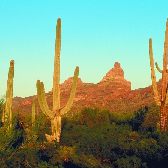 Saguaro catcus are an iconic feature of the Sonoran Desert.