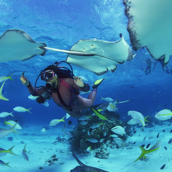 Abu Dhabi offers divers a variety of sites to observe marine life in its natural habitat.