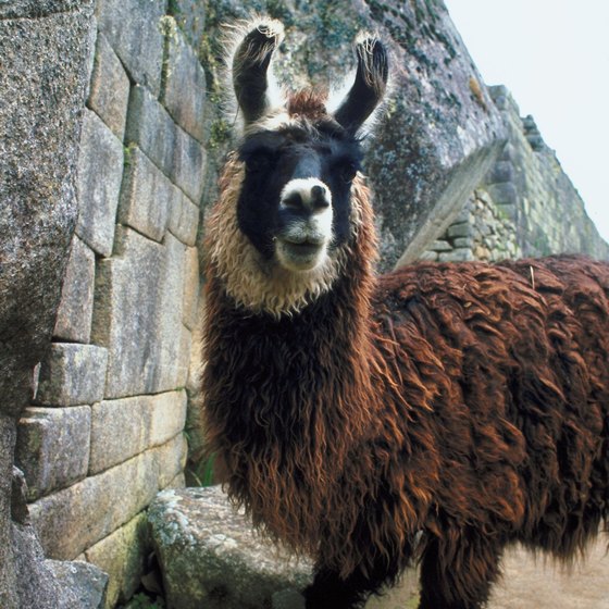 Lima, the gateway to llama-studded Peru, is worth exploring.