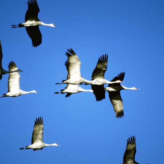 Each spring, sandhill cranes migrate through Nebraska.