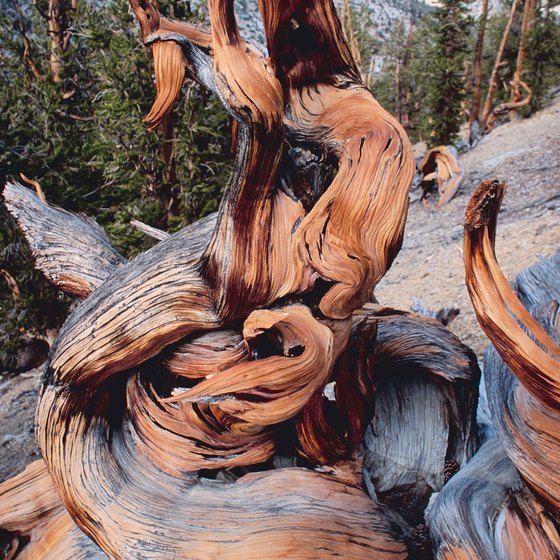 Bristlecone Pines are found in the high elevations of Mount Charleston.