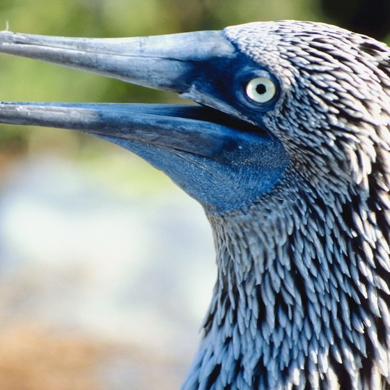 Catch a blue-footed booby during your visit to the Galapagos Islands.