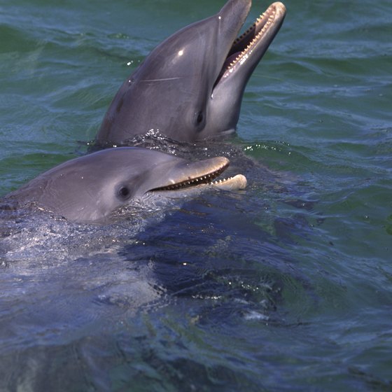 See the dolphins at Orlando's SeaWorld.