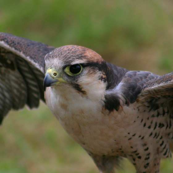 Animals in the Emergent Layer of the Rain Forest