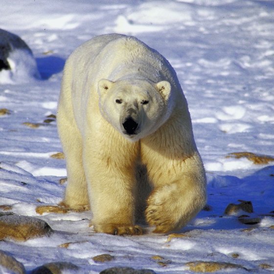 Male polar bears can be 12 feet tall and weigh 1,200 pounds.