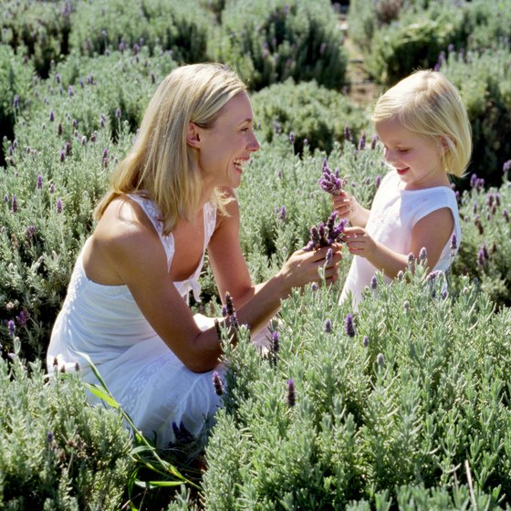 Sequim is known as the "Lavender Capital of North America."